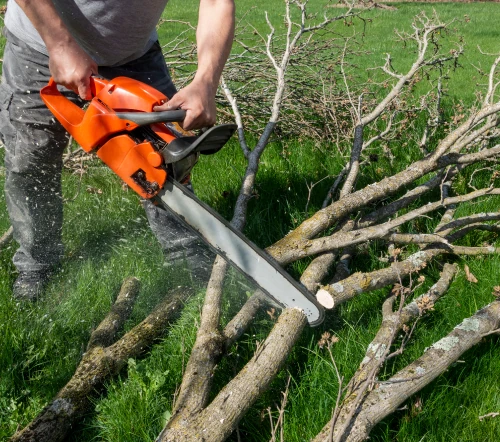 Comprehensive Tree Care Services for Thriving Greenery