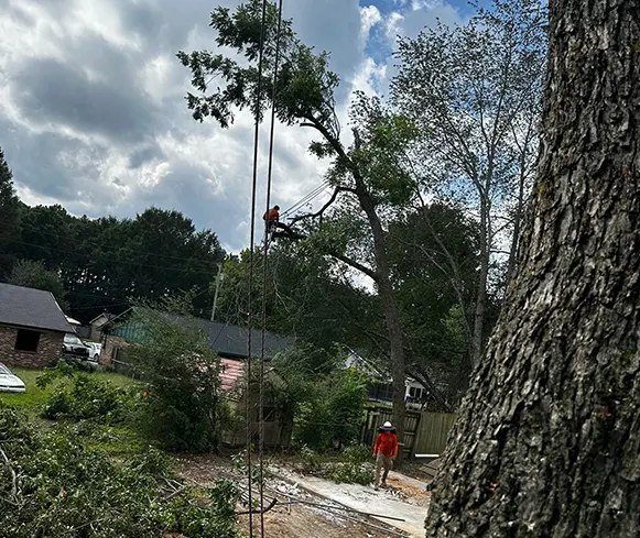 Tree Removal