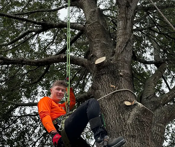 Tree Trimming